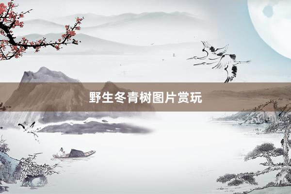 野生冬青树图片赏玩